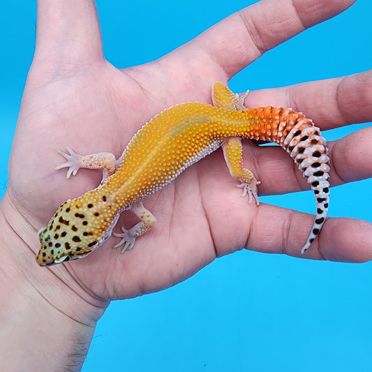 Female Tangerine Cipher