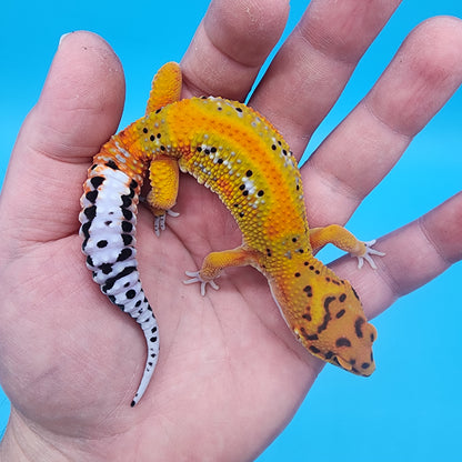 Male Tangerine Bold Extreme Emerine