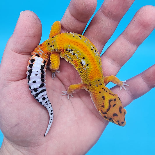 Male Tangerine Bold Extreme Emerine