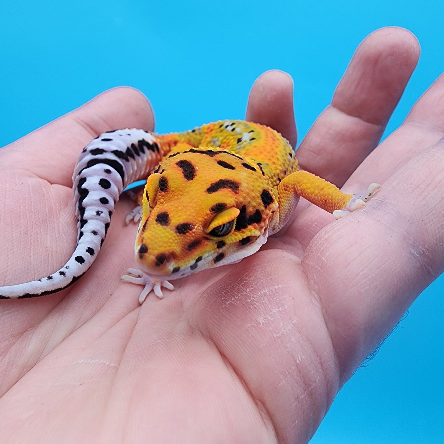 Male Tangerine Bold Extreme Emerine