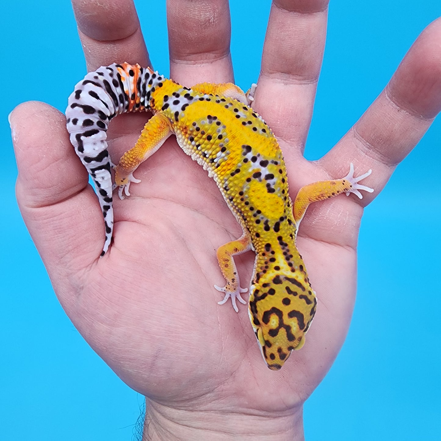Male Firebold Hyper Jungle Emerine Owl Eyes