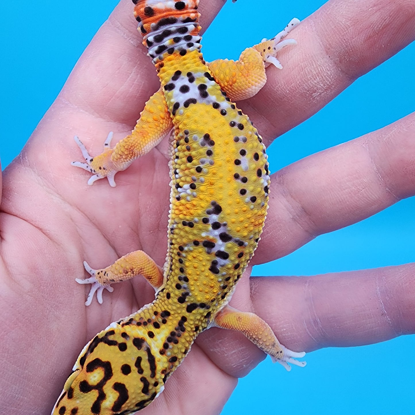 Male Firebold Hyper Jungle Emerine Owl Eyes