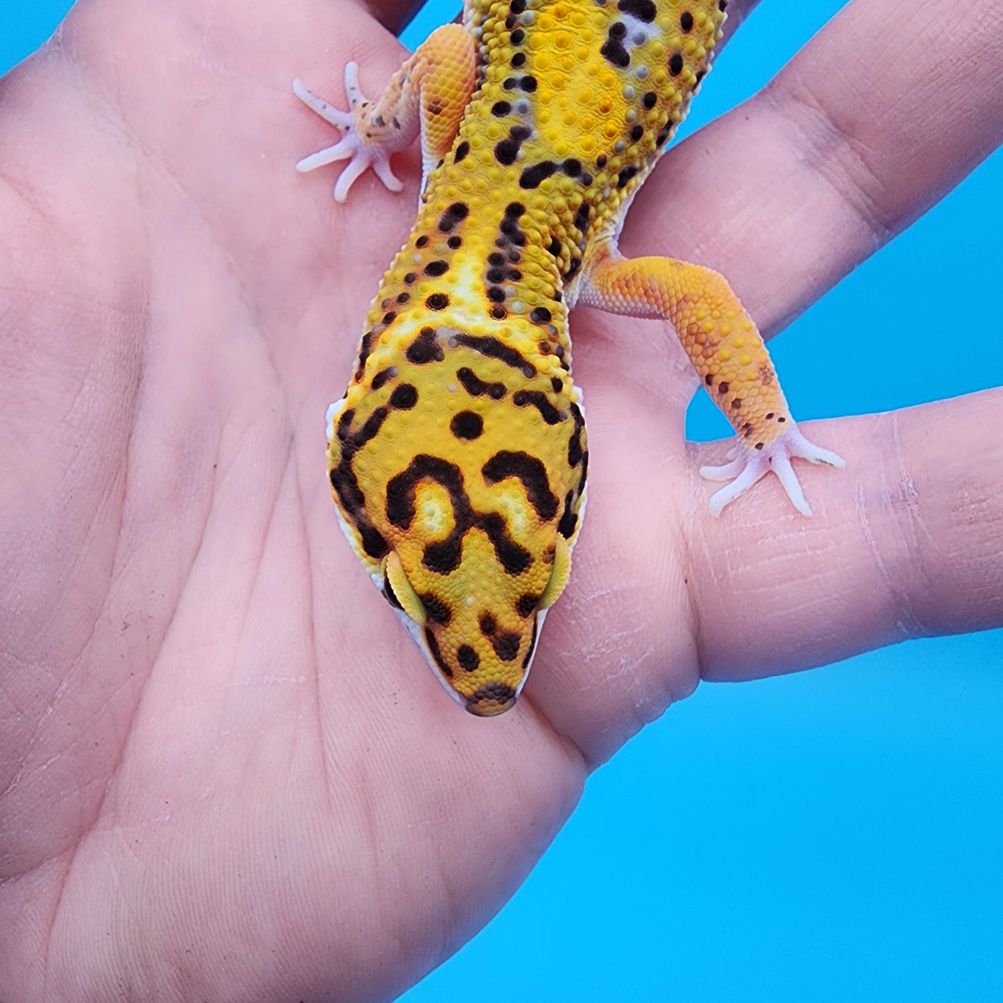 Male Firebold Hyper Jungle Emerine Owl Eyes
