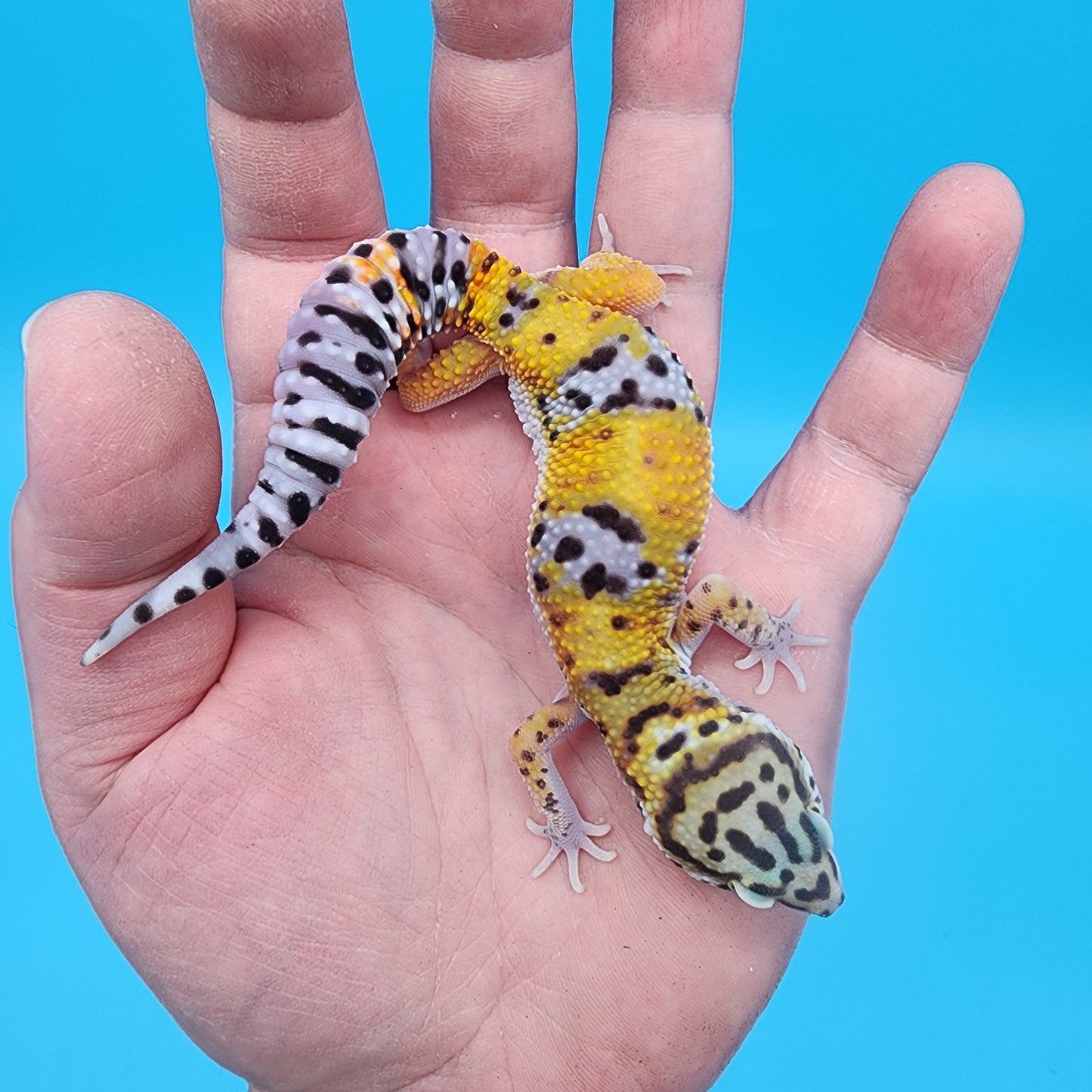 Male 100% het Cipher