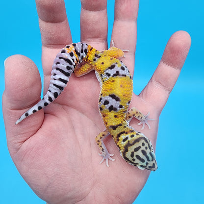 Male 100% het Cipher