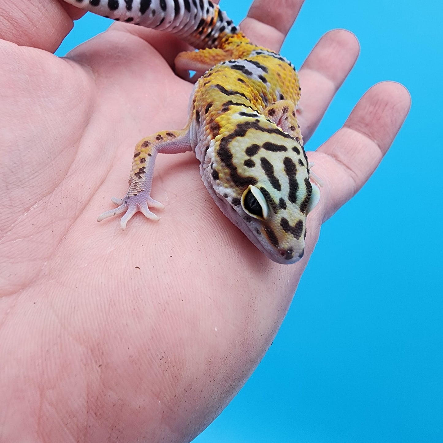 Male 100% het Cipher