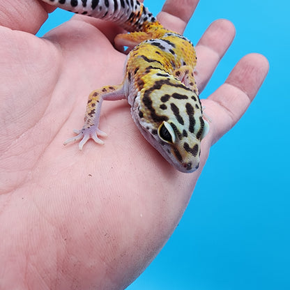 Male 100% het Cipher