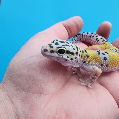 Male 100% het Cipher