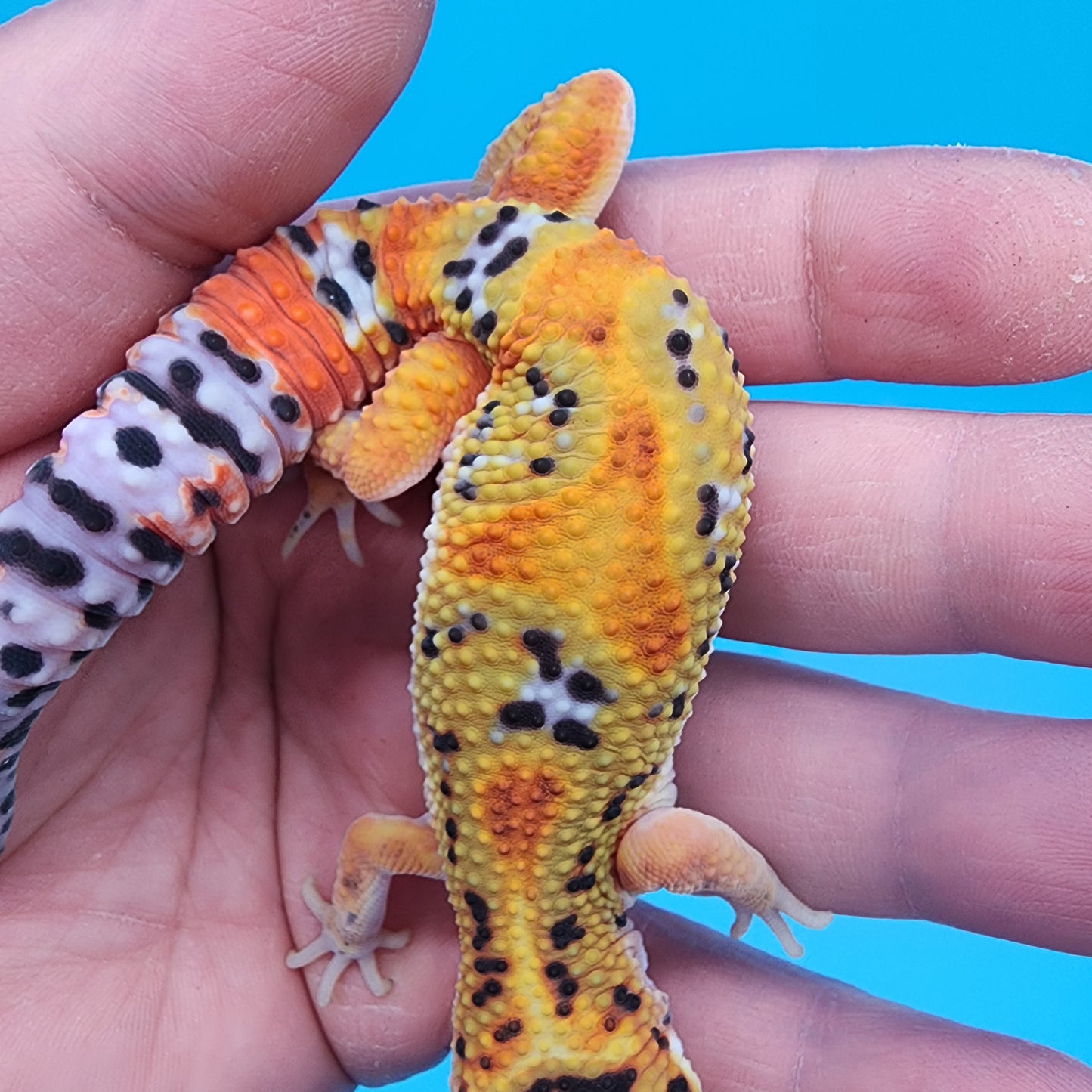 Male Firebold Extreme Emerine Jungle