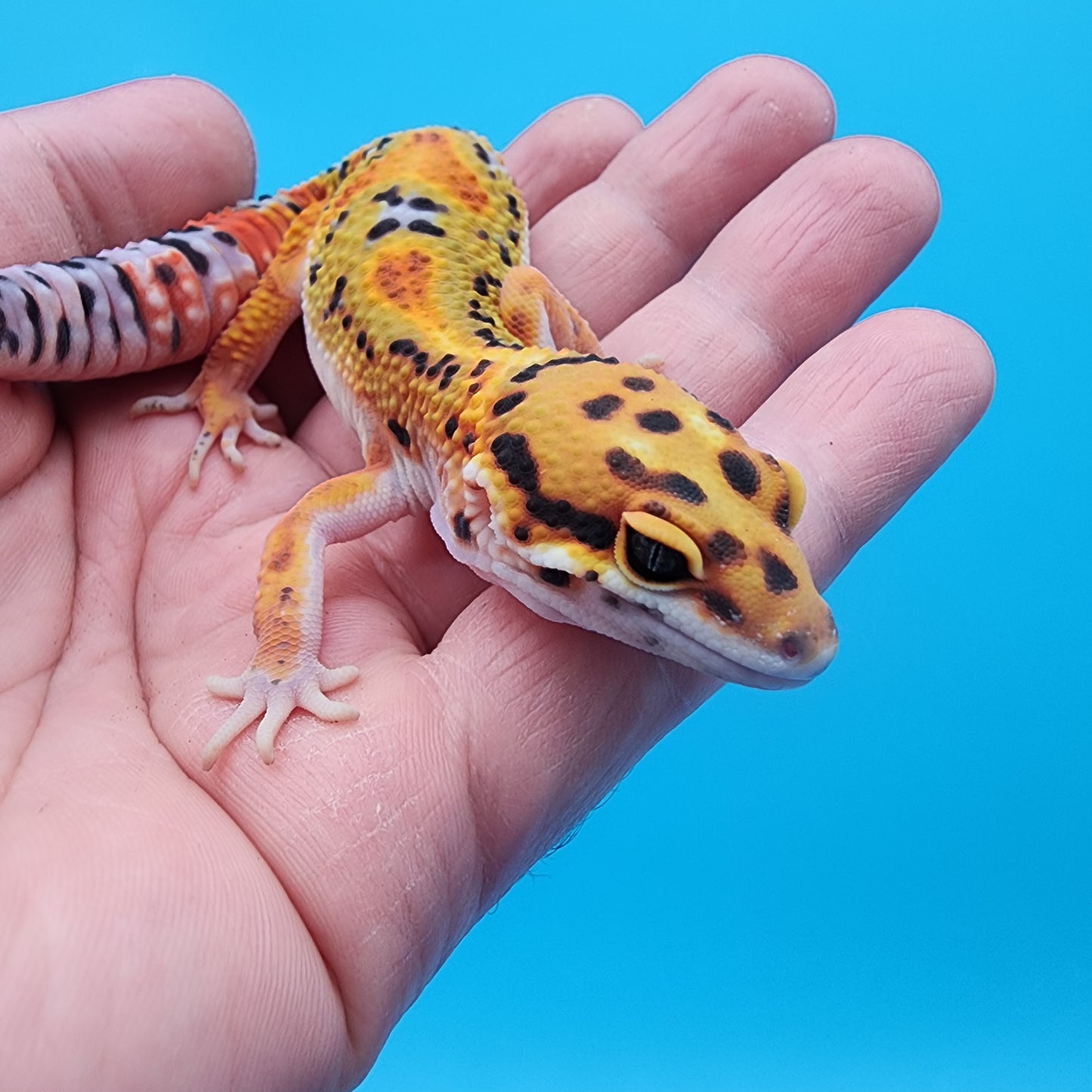 Male Firebold Extreme Emerine Jungle