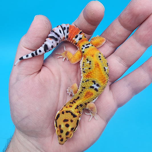 Male Firebold Extreme Emerine Jungle