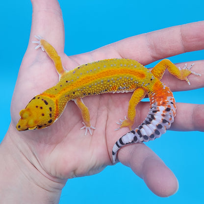 Male Firebold Hyper Emerine