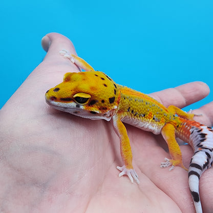 Male Firebold Hyper Emerine