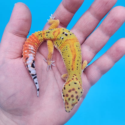 Male Clown Blood Emerine