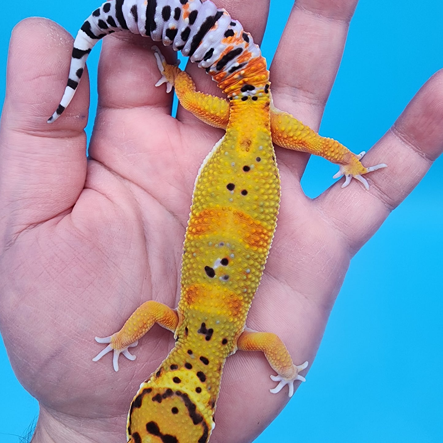 Male Tangerine Bold Emerine