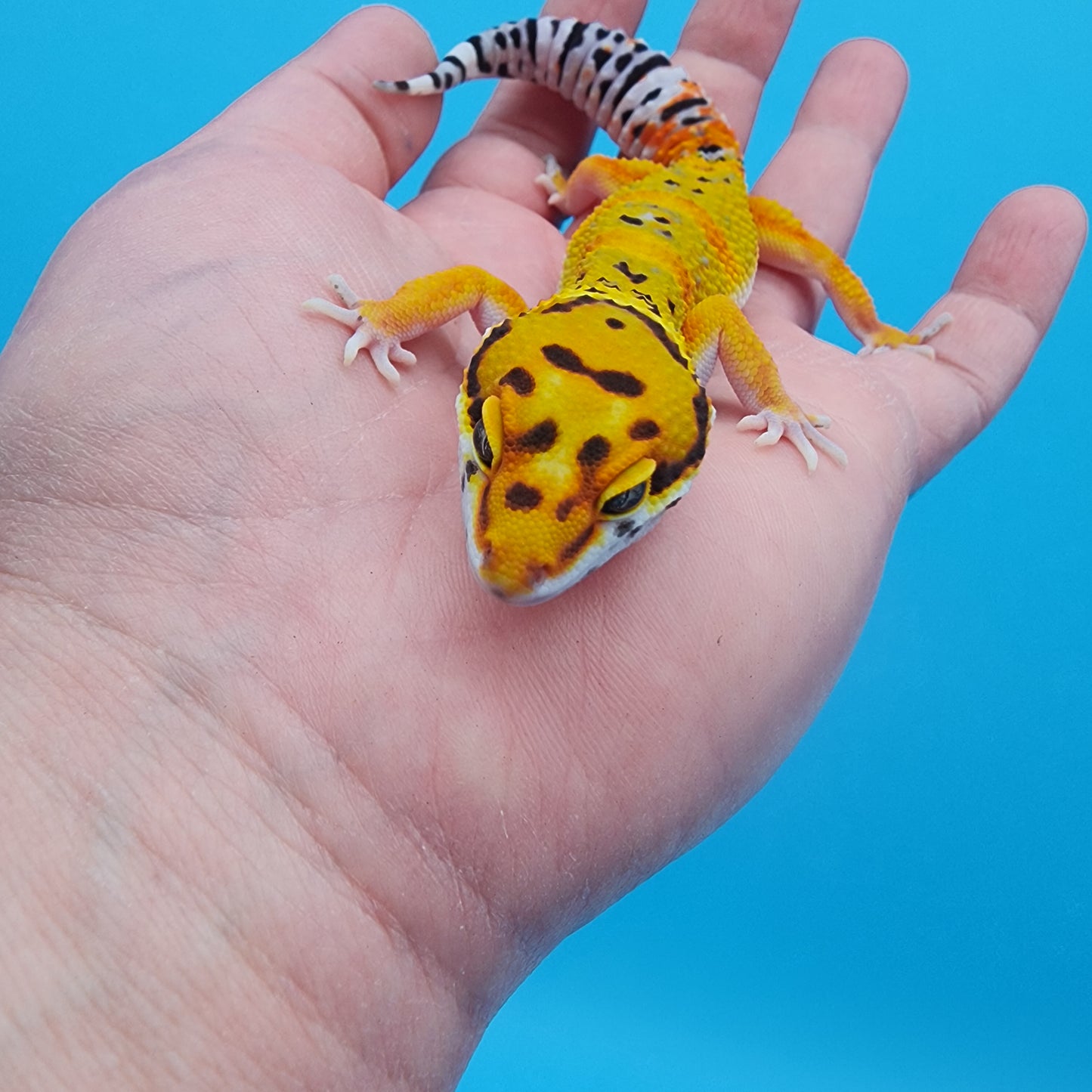 Male Tangerine Bold Emerine