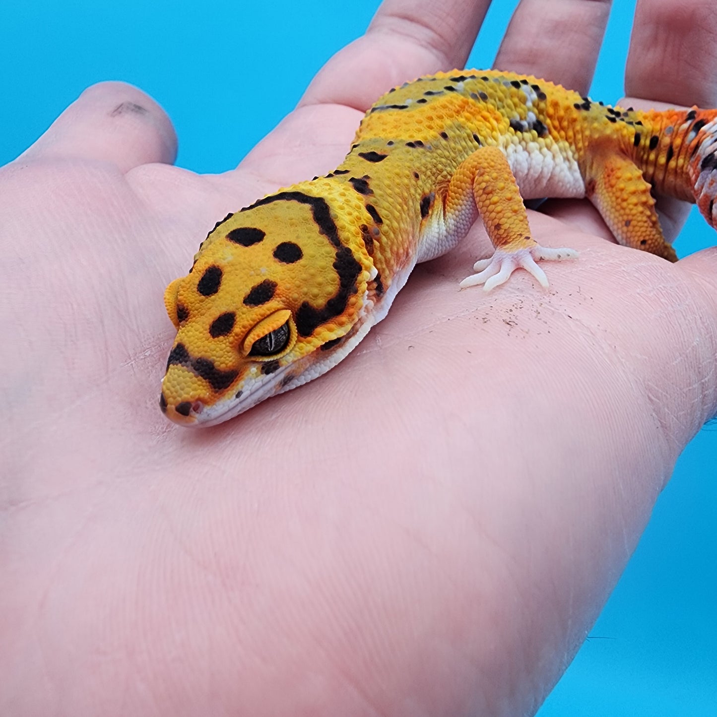 Male Tangerine Bold Extreme Emerine Jungle