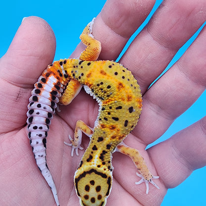 Male Firebold Emerine