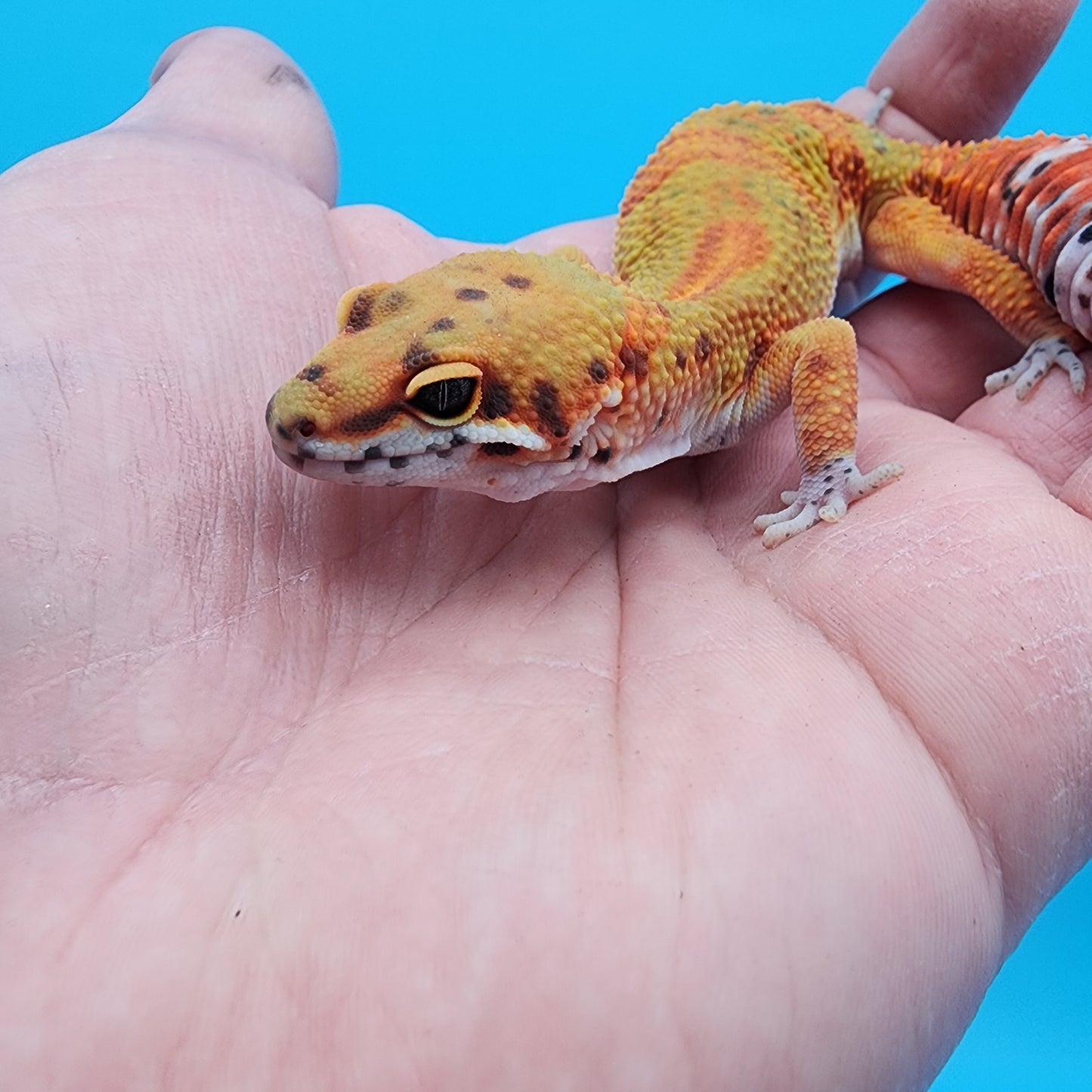 Male Clown Blood Emerine (tiny tiny curve at tail tip)