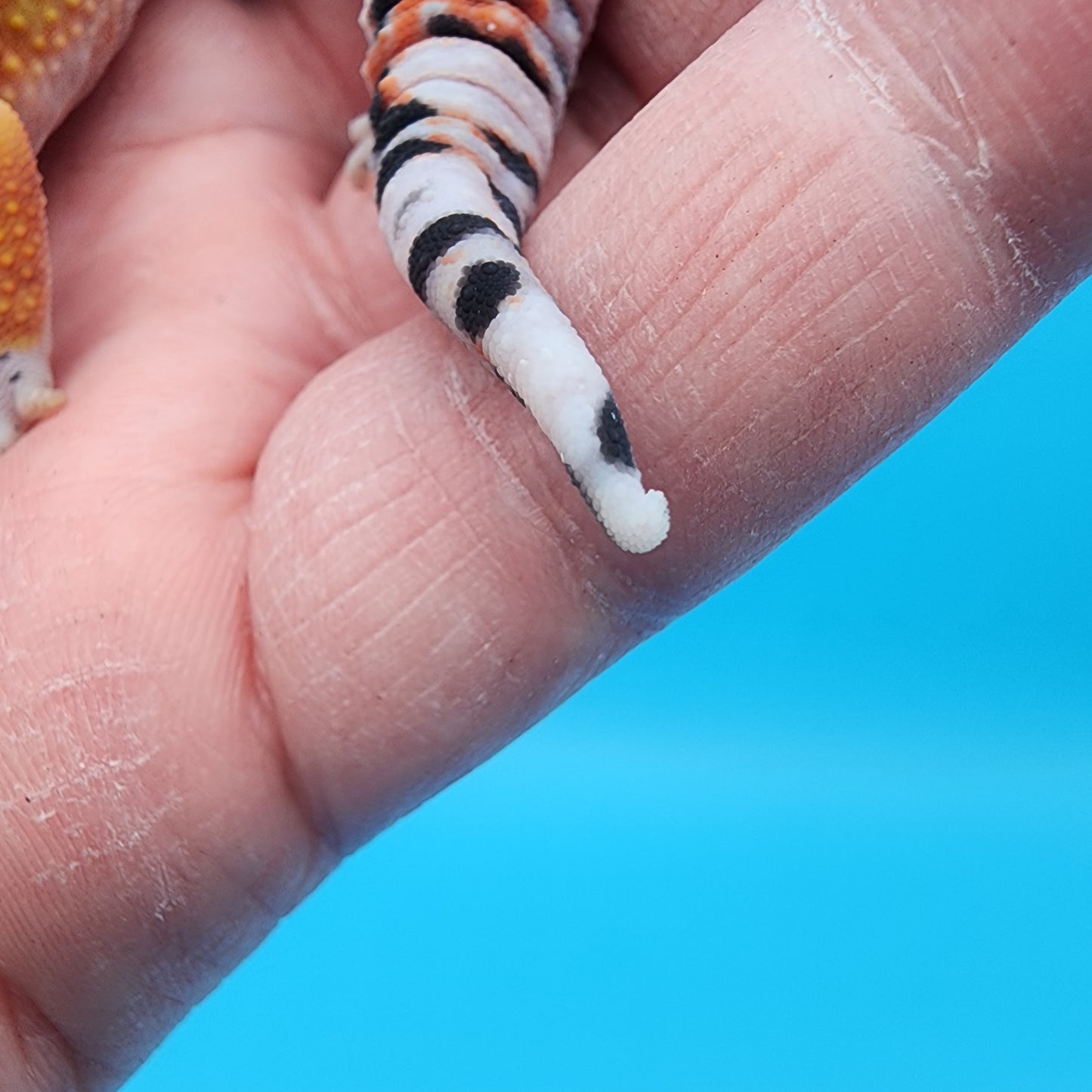 Male Clown Blood Emerine (tiny tiny curve at tail tip)