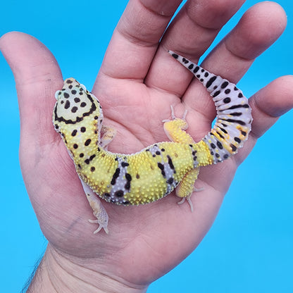 Female 100% het Cipher