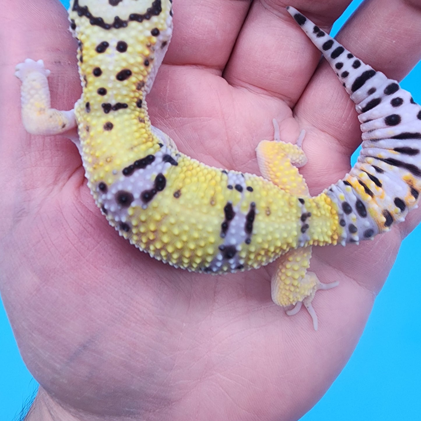 Female 100% het Cipher