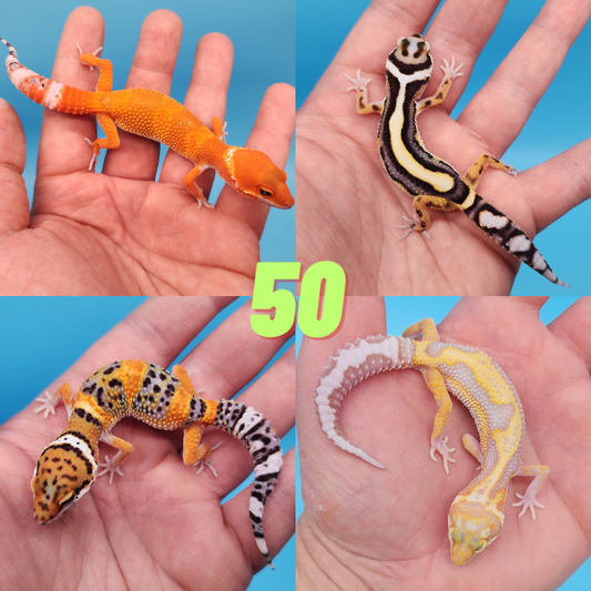 Gecko Witham Wholesale Lots Leopard Geckos – Frank Cuzzolina