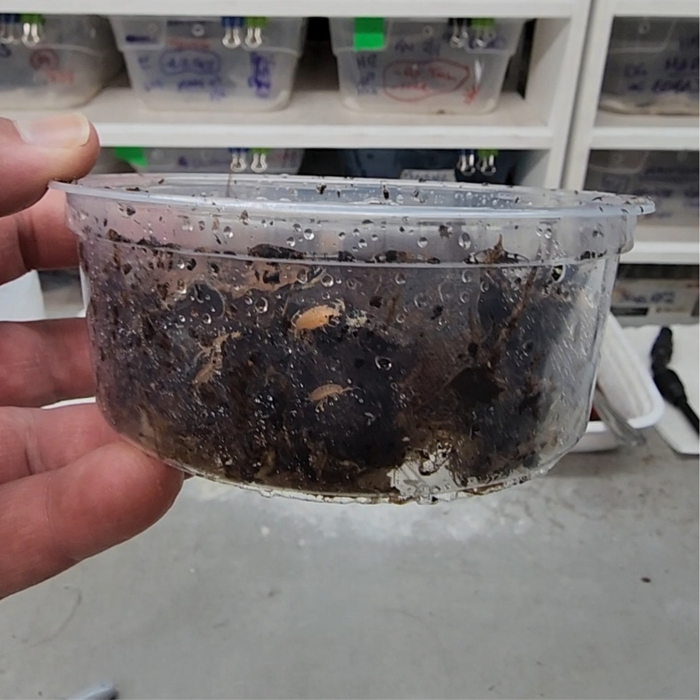 Isopod & Springtail Culture (large)