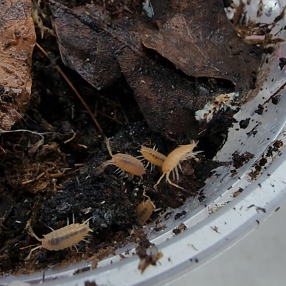 Isopod & Springtail Culture (large)