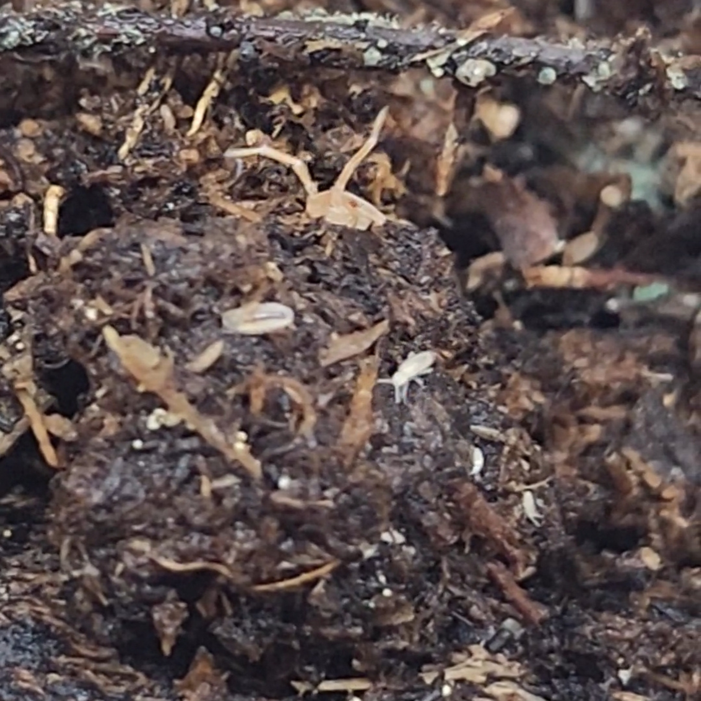 Isopod & Springtail Culture (large)
