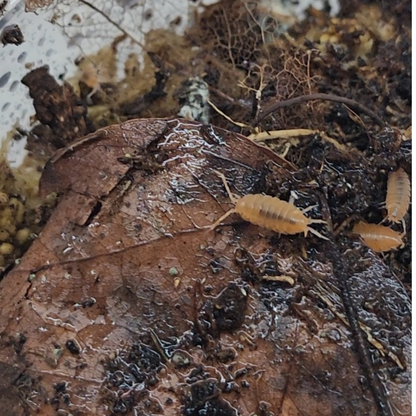 Isopod & Springtail Culture (large)