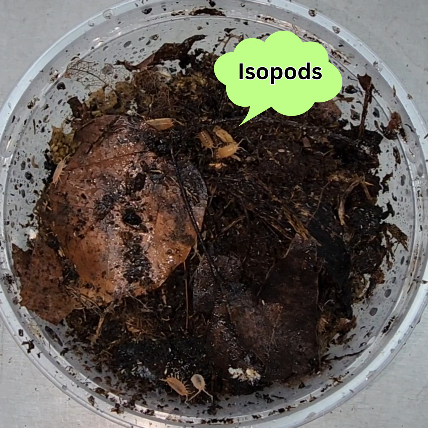 Isopod & Springtail Culture (large)