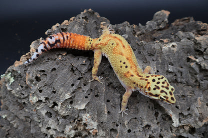 Female Clown Blood Emerine Red Stripe (pet; small / large armpit bubble)