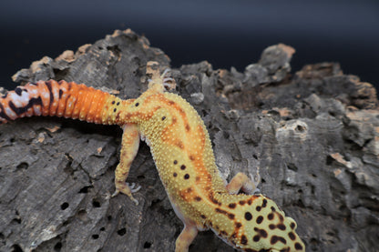 Female Clown Blood Emerine Red Stripe (pet; small / large armpit bubble)