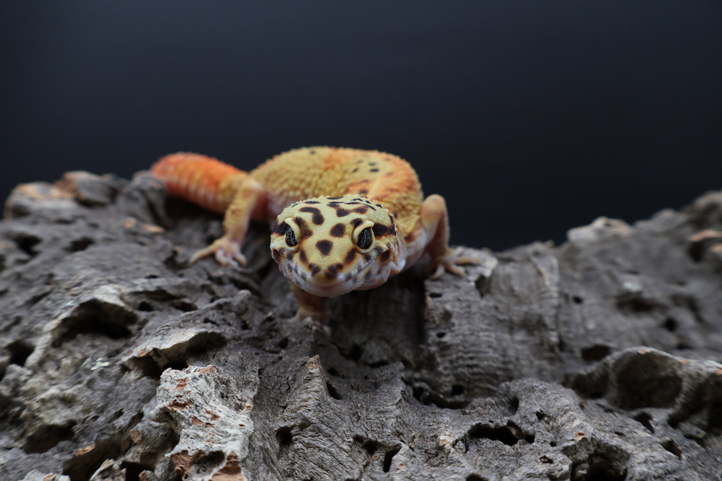 Female Clown Blood Emerine Red Stripe (pet; small / large armpit bubble)