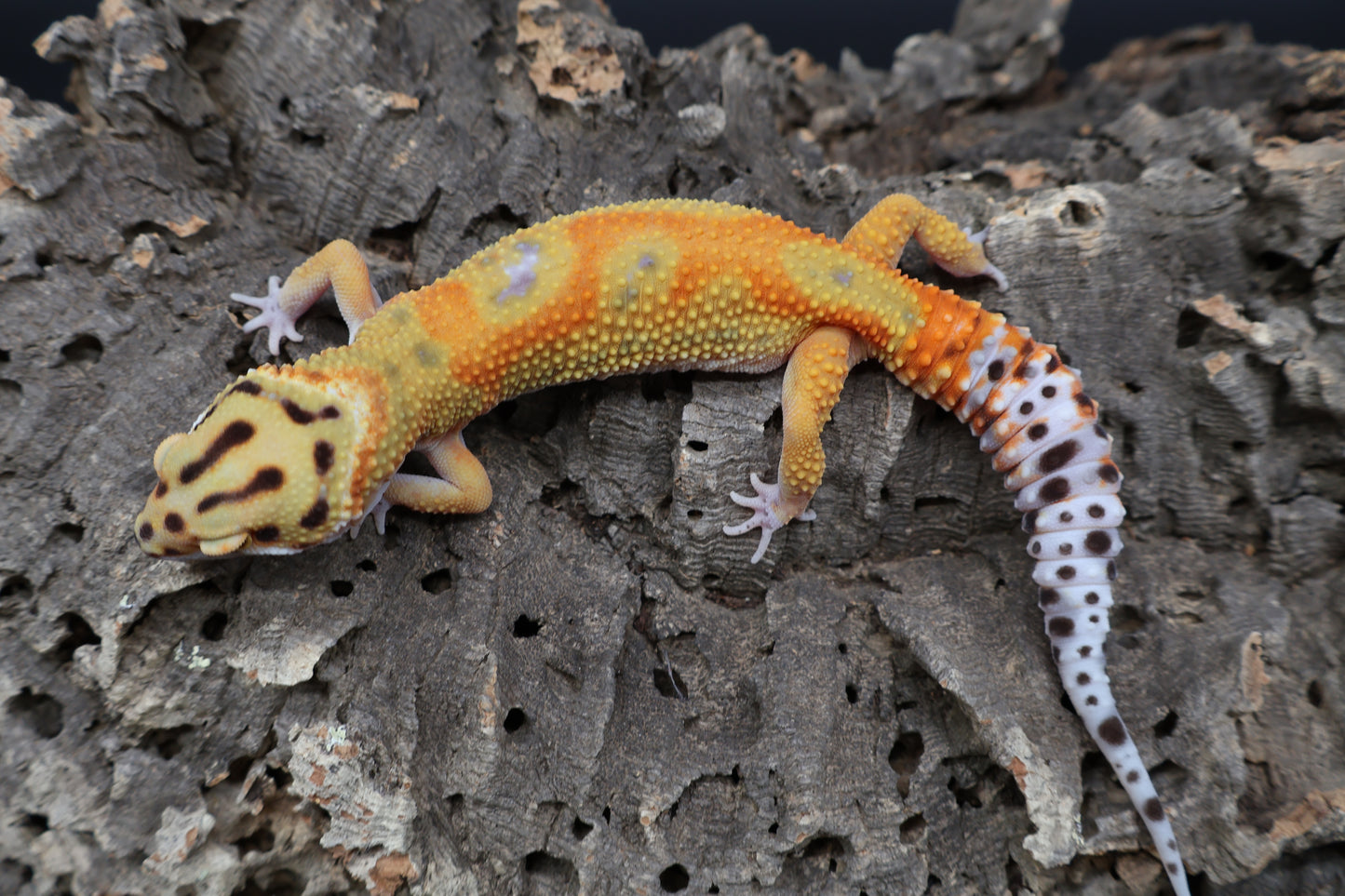 Female Clown (pet; small / loose chin skin)
