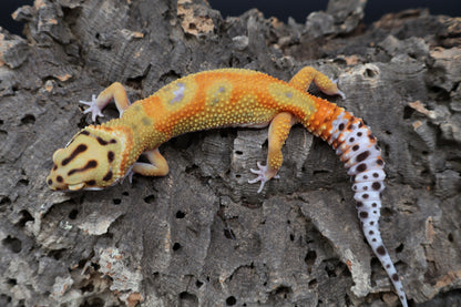 Female Clown (pet; small / loose chin skin)