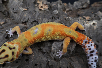 Female Clown (pet; small / loose chin skin)