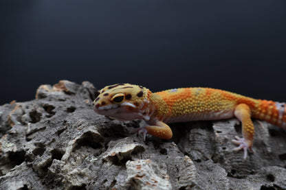 Female Clown (pet; small / loose chin skin)