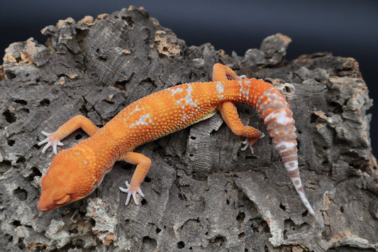Male Mandarin Inferno Tremper Albino