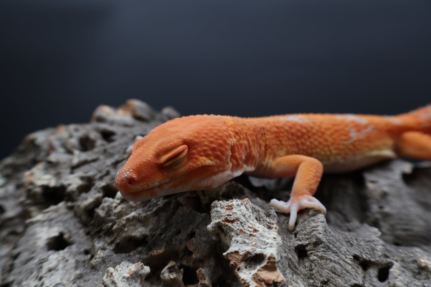 Male Mandarin Inferno Tremper Albino