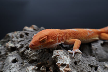 Male Mandarin Inferno Tremper Albino
