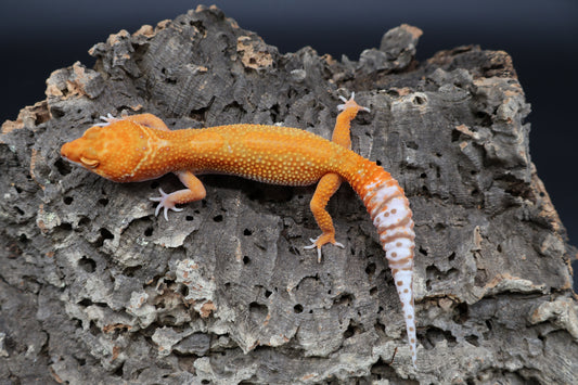Female Mandarin Inferno Tremper Albino White Lip Jungle