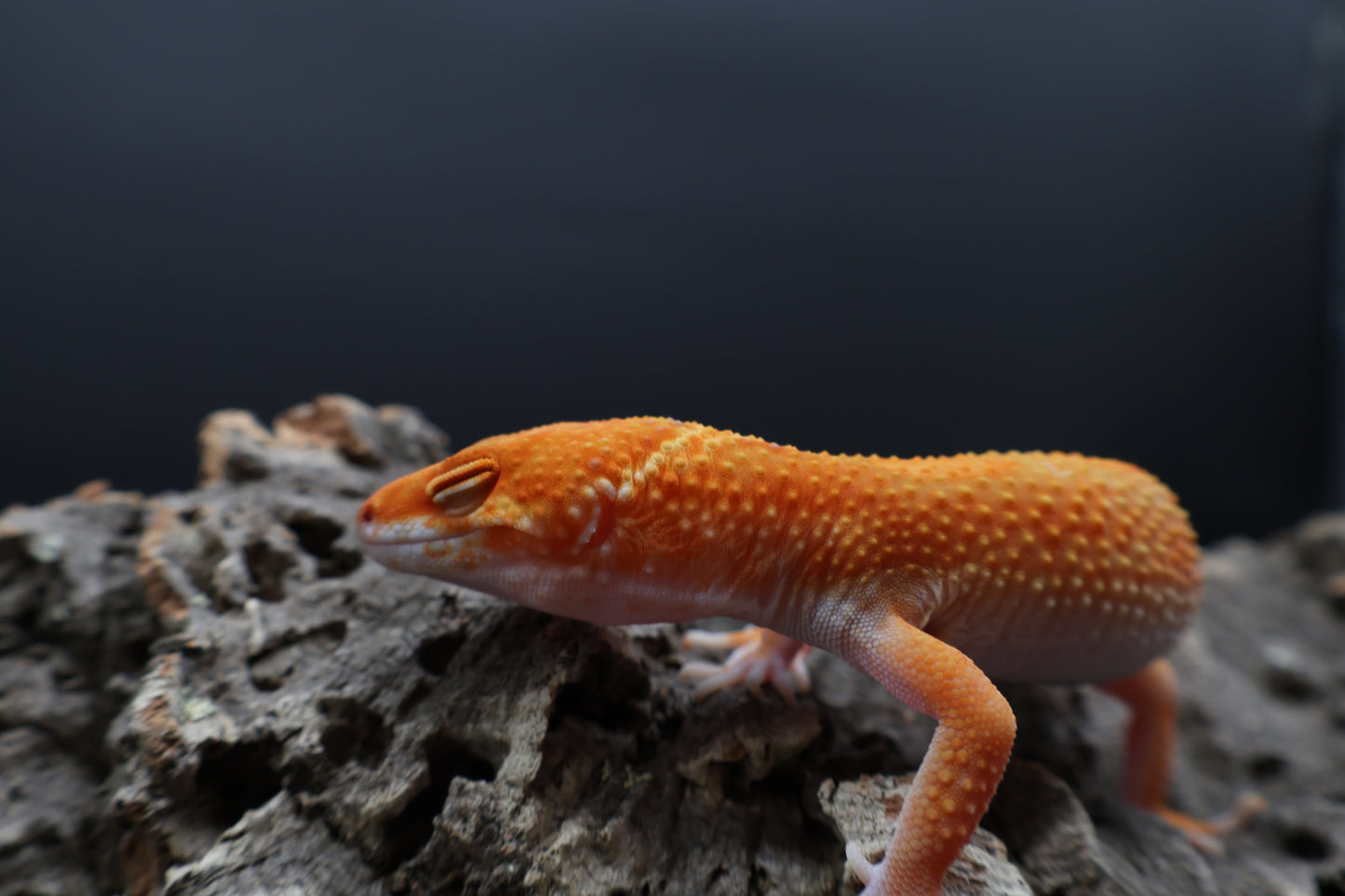 Female Mandarin Inferno Tremper Albino White Lip Jungle