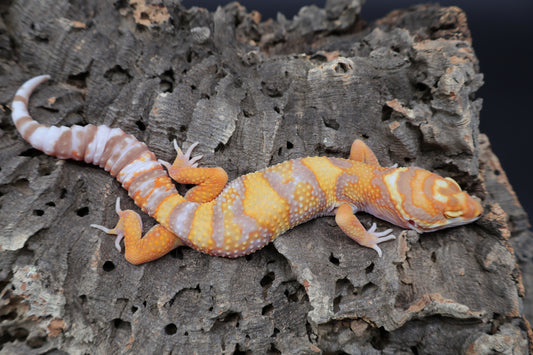 Male Tangerine Extreme Bold Halloween Mask Bandit Tremper Albino