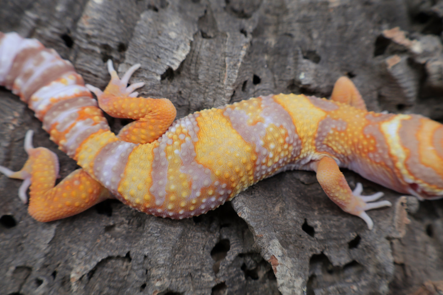 Male Tangerine Extreme Bold Halloween Mask Bandit Tremper Albino