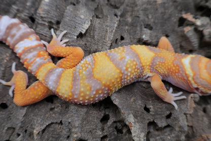 Male Tangerine Extreme Bold Halloween Mask Bandit Tremper Albino
