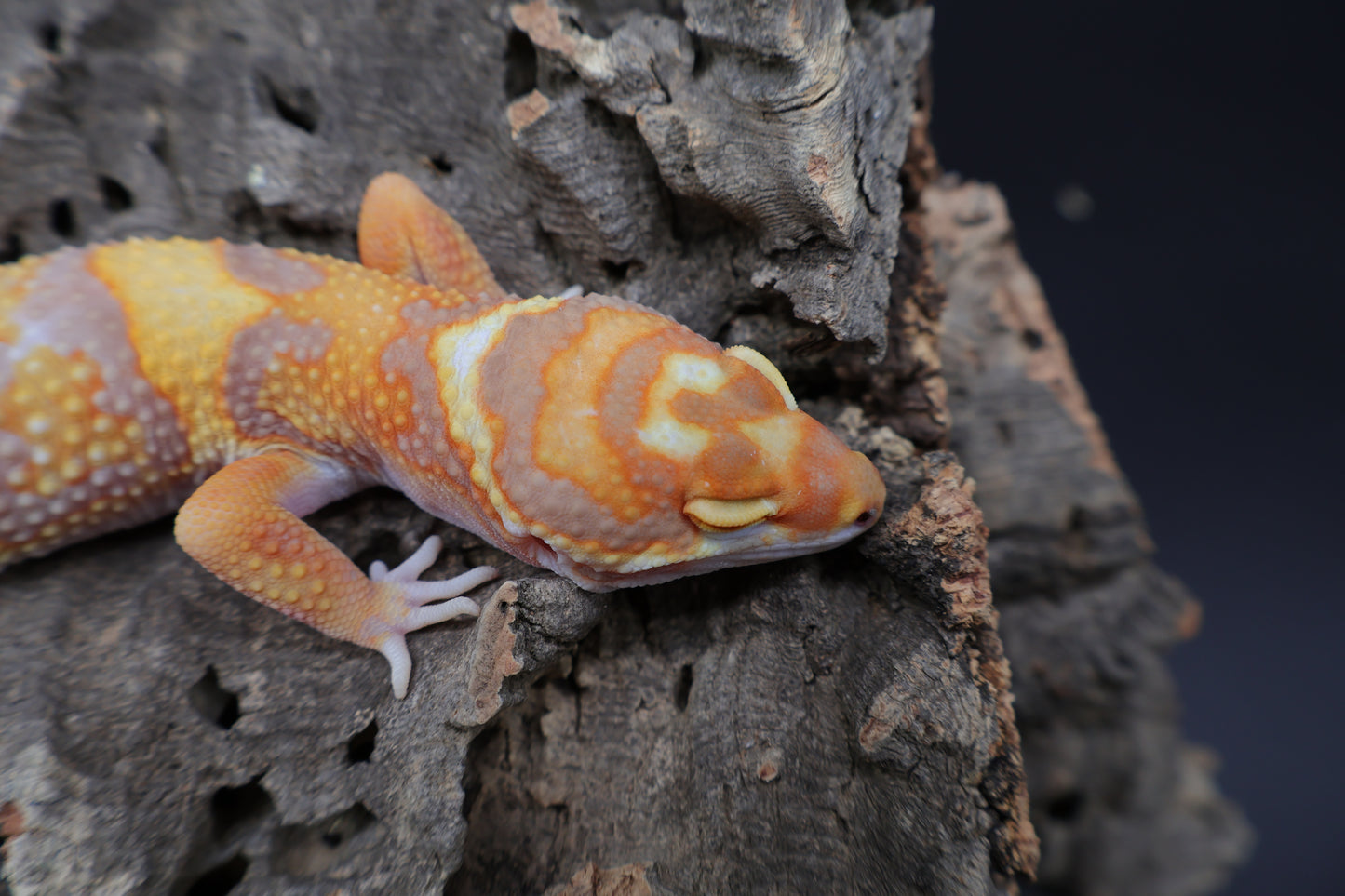 Male Tangerine Extreme Bold Halloween Mask Bandit Tremper Albino