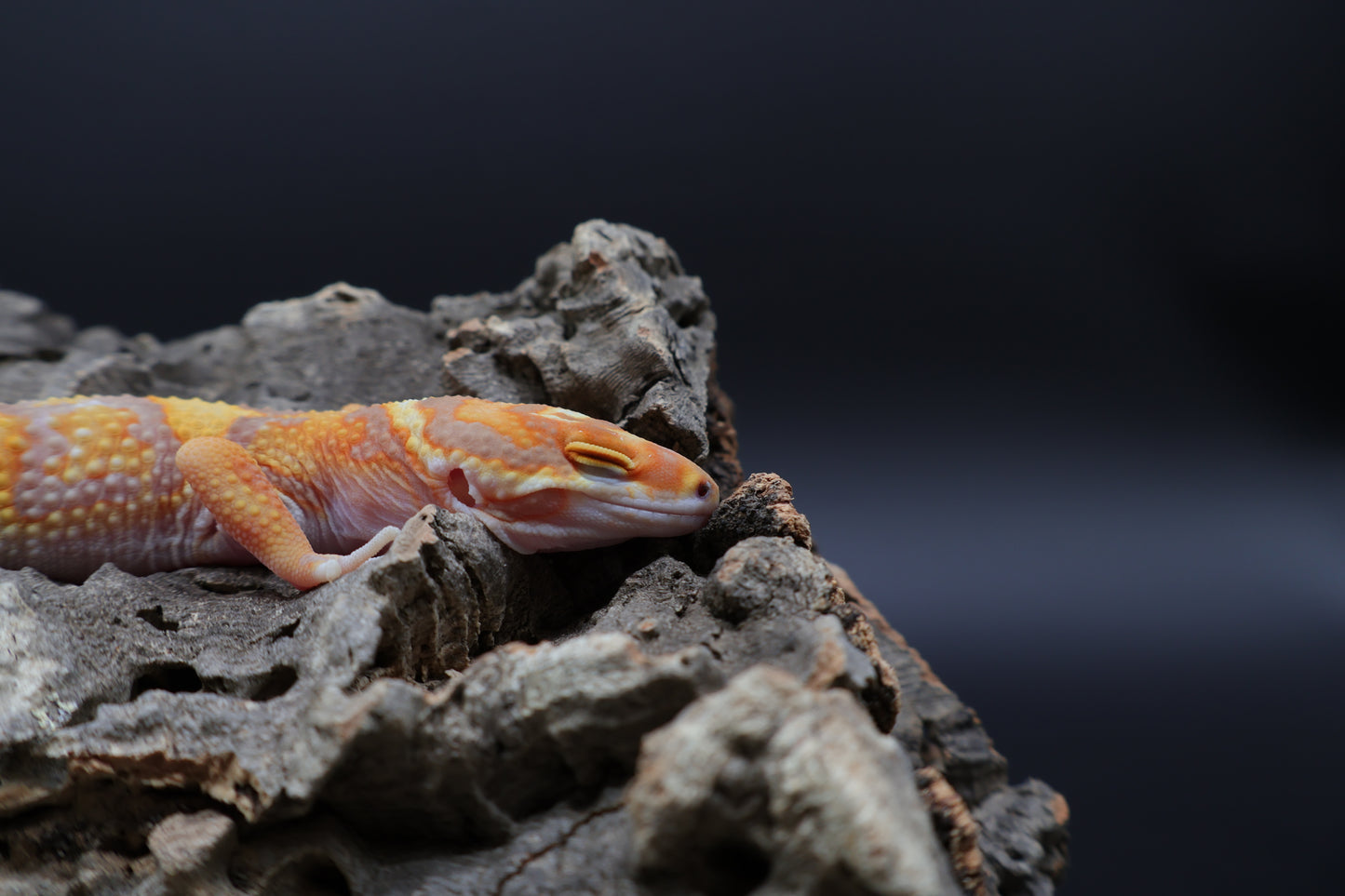 Male Tangerine Extreme Bold Halloween Mask Bandit Tremper Albino