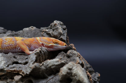 Male Tangerine Extreme Bold Halloween Mask Bandit Tremper Albino